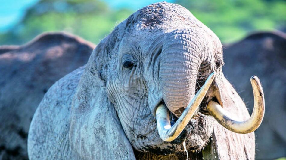 Café de caca de elefante