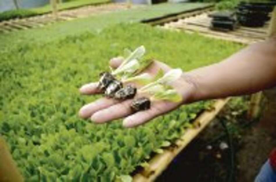 Productores cultivan las semillas en invernaderos