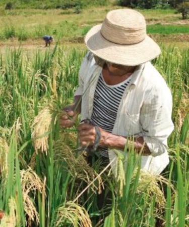 Importar alimentos trae sus riesgos