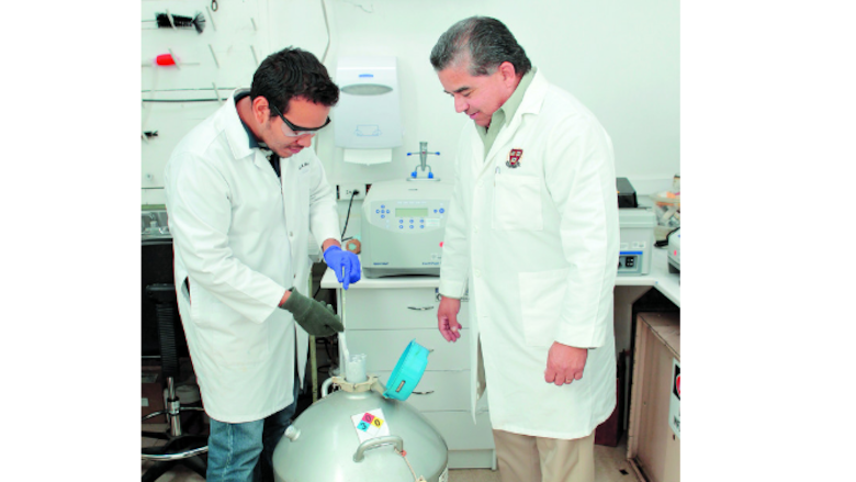 Estudian antígenos contra ‘P. vivax’, causante de malaria