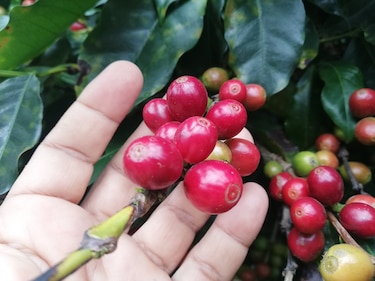 Inscriben un total de 161 lotes del mejor café para cata nacional