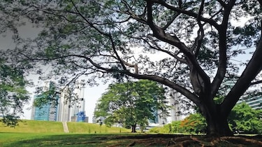 El valor de un parque