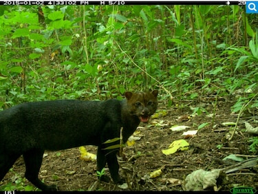Corredores de biodiversidad