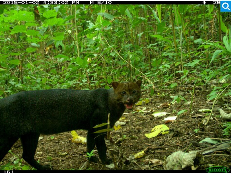 Corredores de biodiversidad