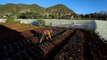 Pueblo turístico de Cuba vuelve a sembrar la tierra ante falta de viajeros