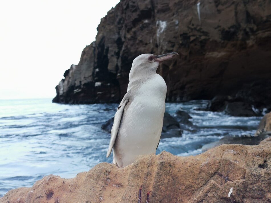 Un ‘raro’ pingüino blanco fue descubierto en islas ecuatorianas de Galápagos