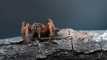 Las imágenes de las fascinantes especies del nuevo atlas de las islas Galápagos