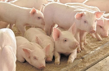 Por segunda vez regulan importación de carne de cerdo de Estados Unidos