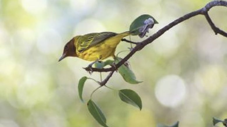 Acampar en isla Bolaños