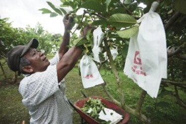 Frutas exóticas buscan mercado