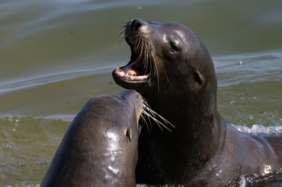 Estados Unidos, a la caza del hombre que decapitó a un león marino muerto en California