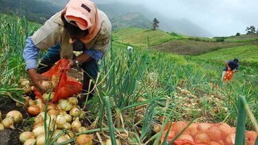Productores y autoridades, enfrentados por crisis de la cebolla