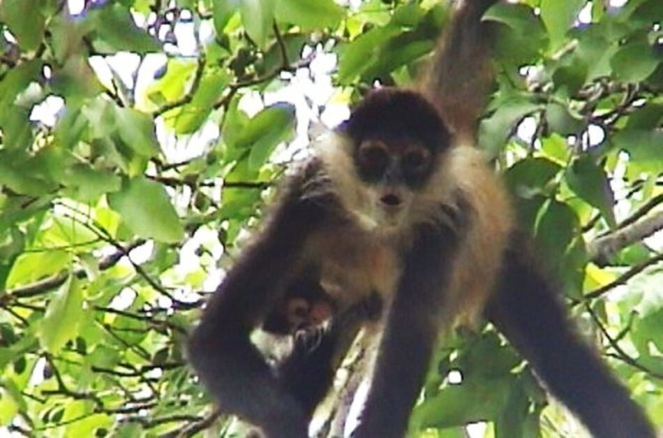 En peligro de extinción la única especie de mono araña de Azuero