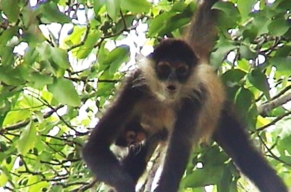 En peligro de extinción la única especie de mono araña de Azuero