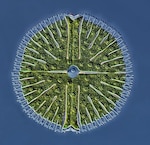 Panameño gana concurso internacional de fotografía a microorganismos