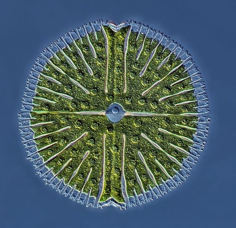 Panameño gana concurso internacional de fotografía a microorganismos