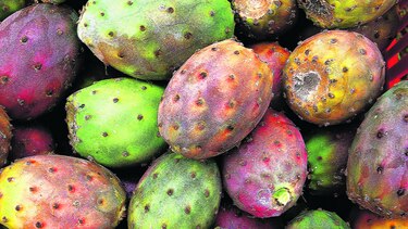 Cactus, alimento del futuro