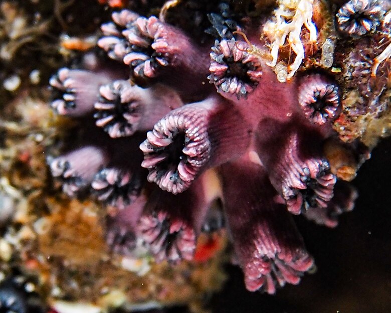 Redescubren a un coral solitario y endémico de las Islas Galápagos que se creía extinto