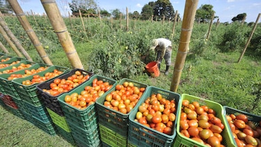 Recortan presupuesto para culminar sistemas de riego en Chiriquí