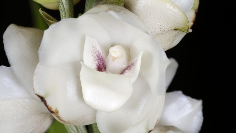 El cazador de plantas que arriesgó su vida por una orquídea y acabó secuestrado por la guerrilla en Colombia