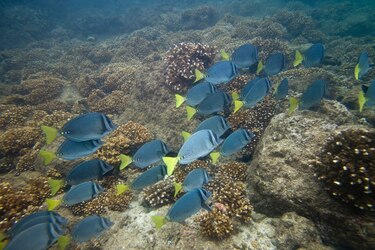Cordillera de Coiba: un galardón a la conservación