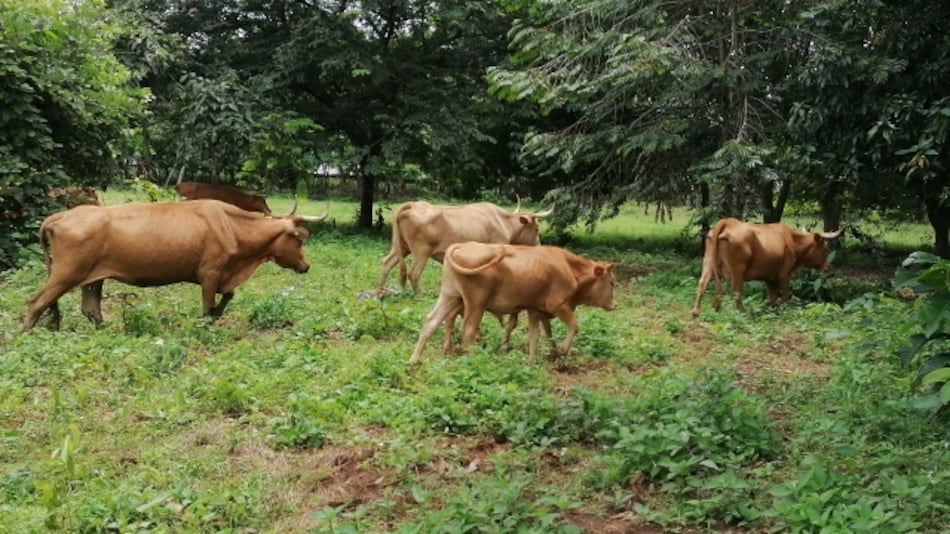 Los ganaderos lo advertían