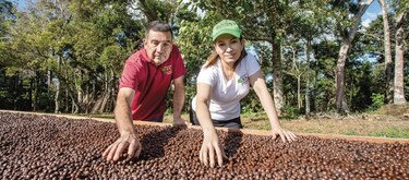Panamá rompe récord con el Geisha casi perfecto