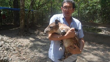 En El Níspero nace primera cría de tapir  en cautiverio