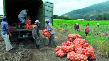 Regulan la venta de cebolla