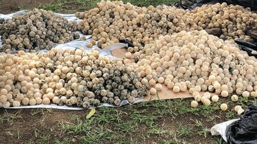 MiAmbiente decomisa 9 mil huevos de tortuga procedentes de las costas de Tonosí