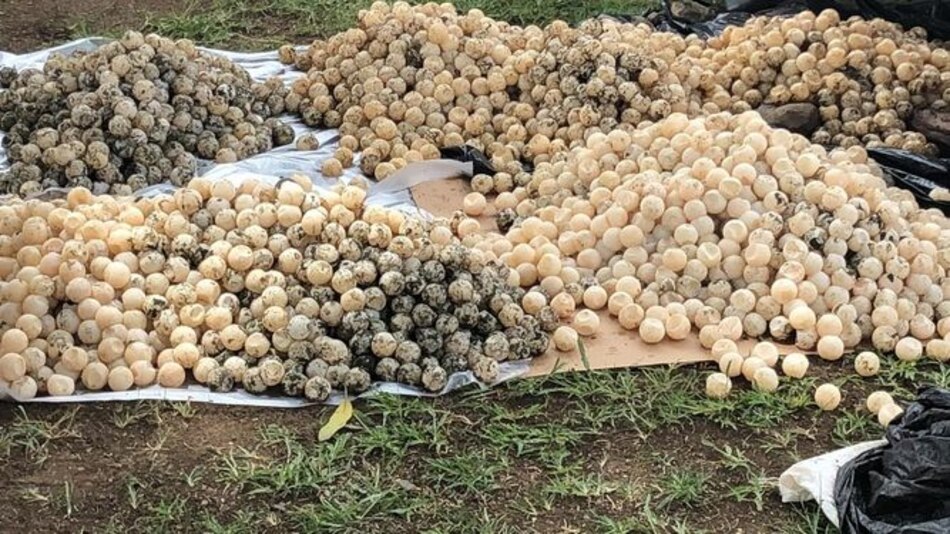 MiAmbiente decomisa 9 mil huevos de tortuga procedentes de las costas de Tonosí