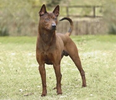El ‘thai ridgeback’