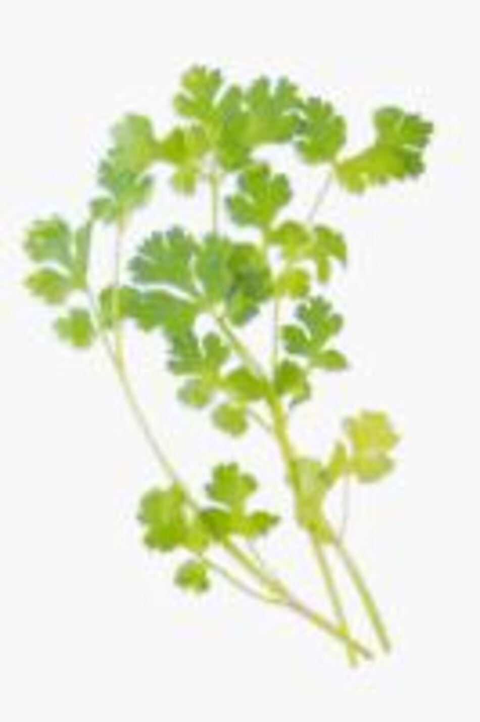 Cilantro
