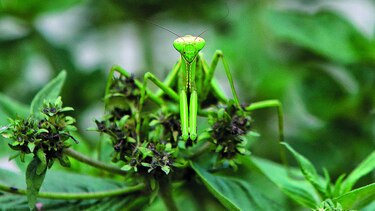 La gran familia de insectos