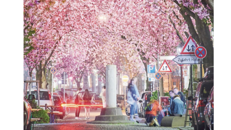 Espectáculo de los cerezos