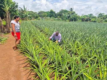 De rodajas y campos de piña
