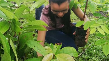 Herreranos participan en jornada de reforestación