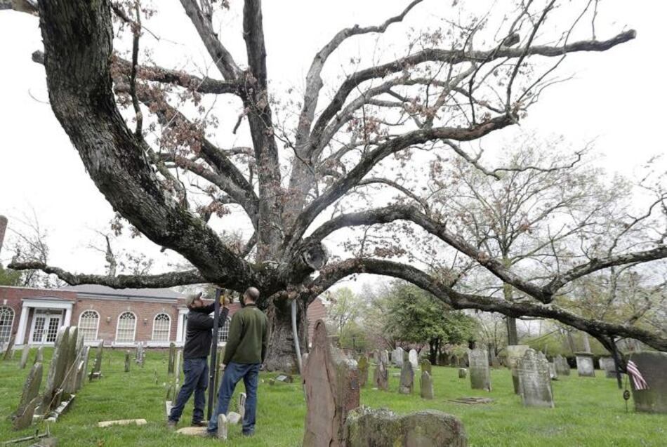 Nueva Jersey dice adiós a árbol de 600 años