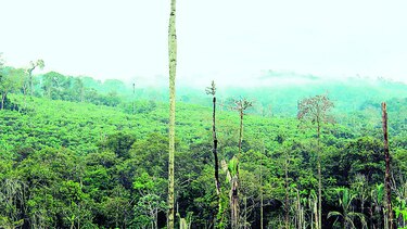 Dinero para los bosques de Brasil