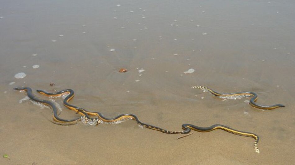Anuncian restricciones en playas de Los Santos ante presencia de serpientes marinas