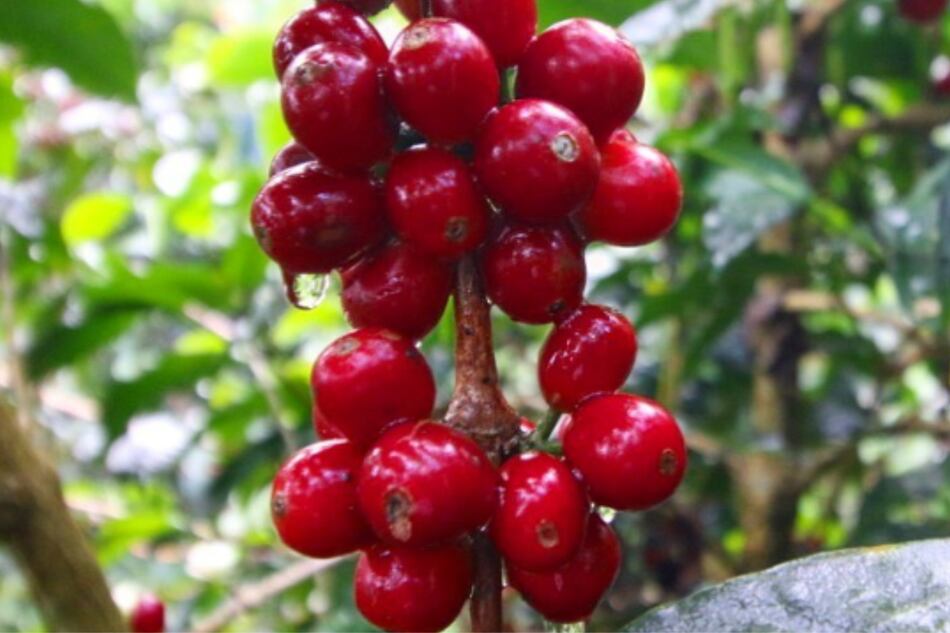 140 dólares por una taza de café panameño