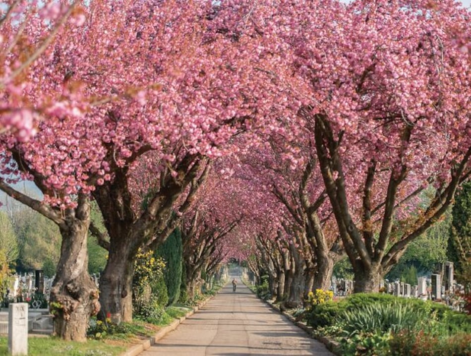 Espectáculo de los cerezos