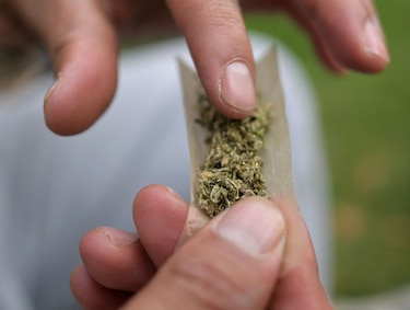 Cannabis medicinal, una industria que busca florecer en Panamá