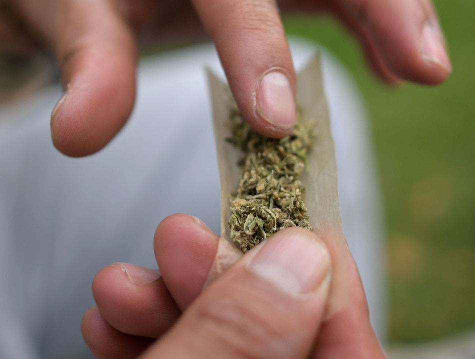 Cannabis medicinal, una industria que busca florecer en Panamá