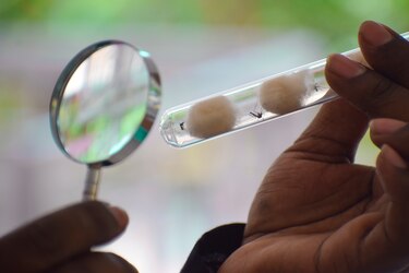 Aumento de casos de malaria obedece al relajamiento en los programas durante la pandemia