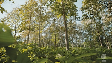 Teca de Darién para el mundo