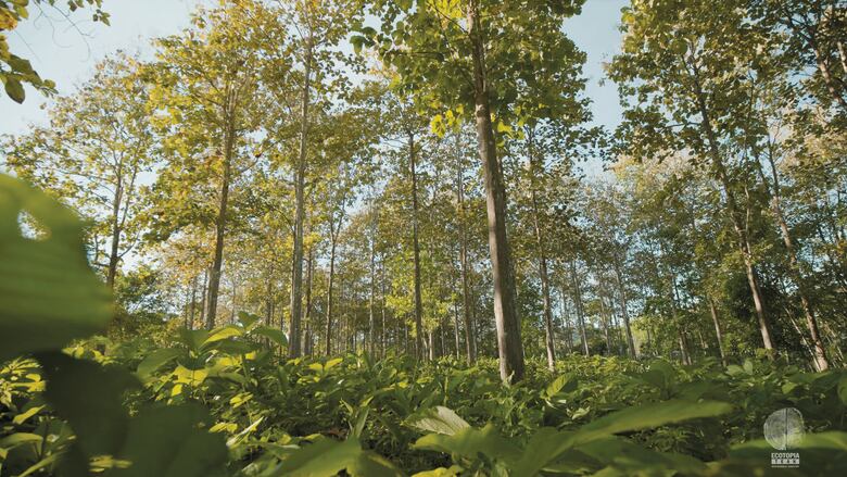 Teca de Darién para el mundo