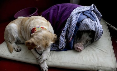 ¿Has visto este perro? Mexicanos buscan a sus mascotas