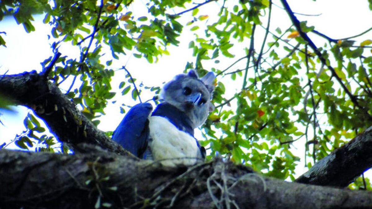 Águila harpía adulta. Por primera vez en el país se usa un dron para estudiar los nidos de esta especie.