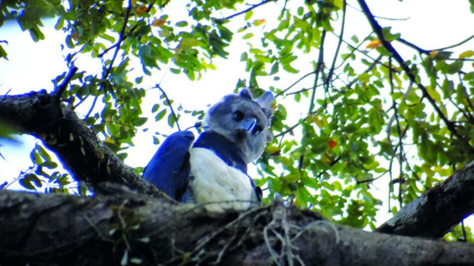 Harpías y ecoturismo